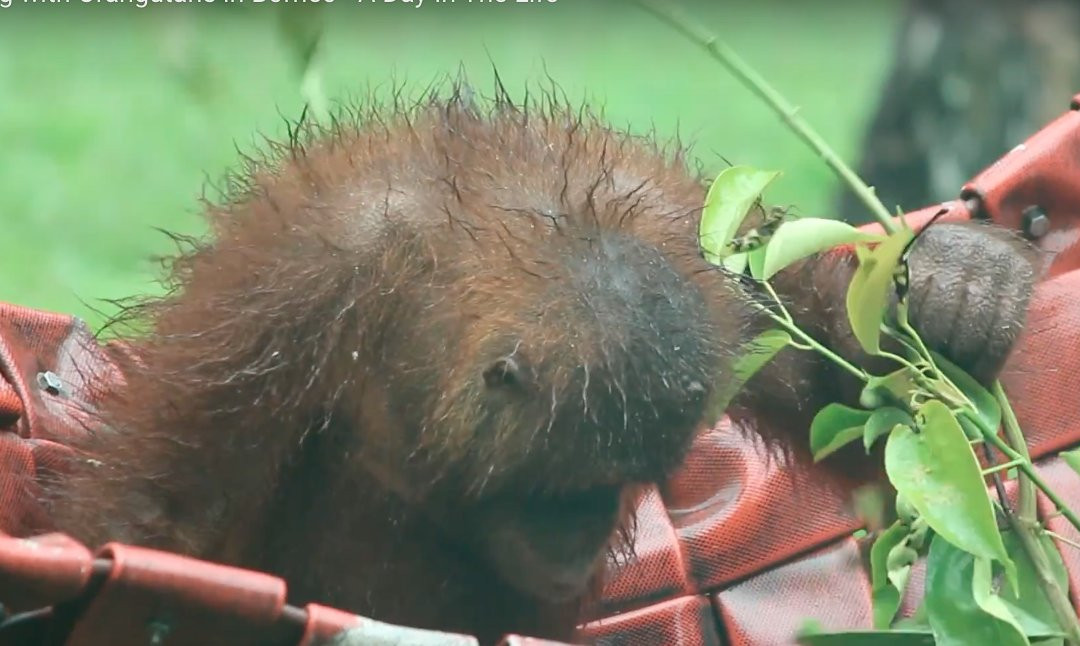 Bromo Ijen Crater Tour-巴纽旺宣必去景点