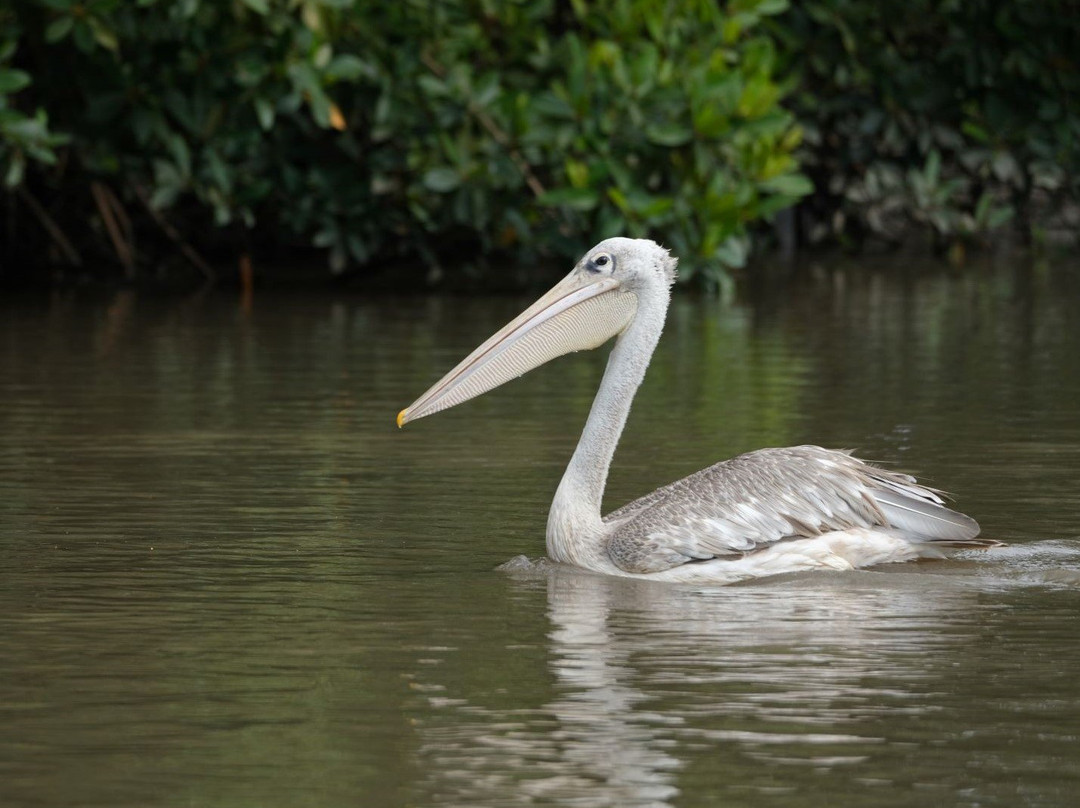 Gambian Bird Guide Ansuman Drammeh -  Best Boy Tours景点图片