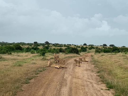 Simo Kenya Safaris-蒙巴萨必去景点