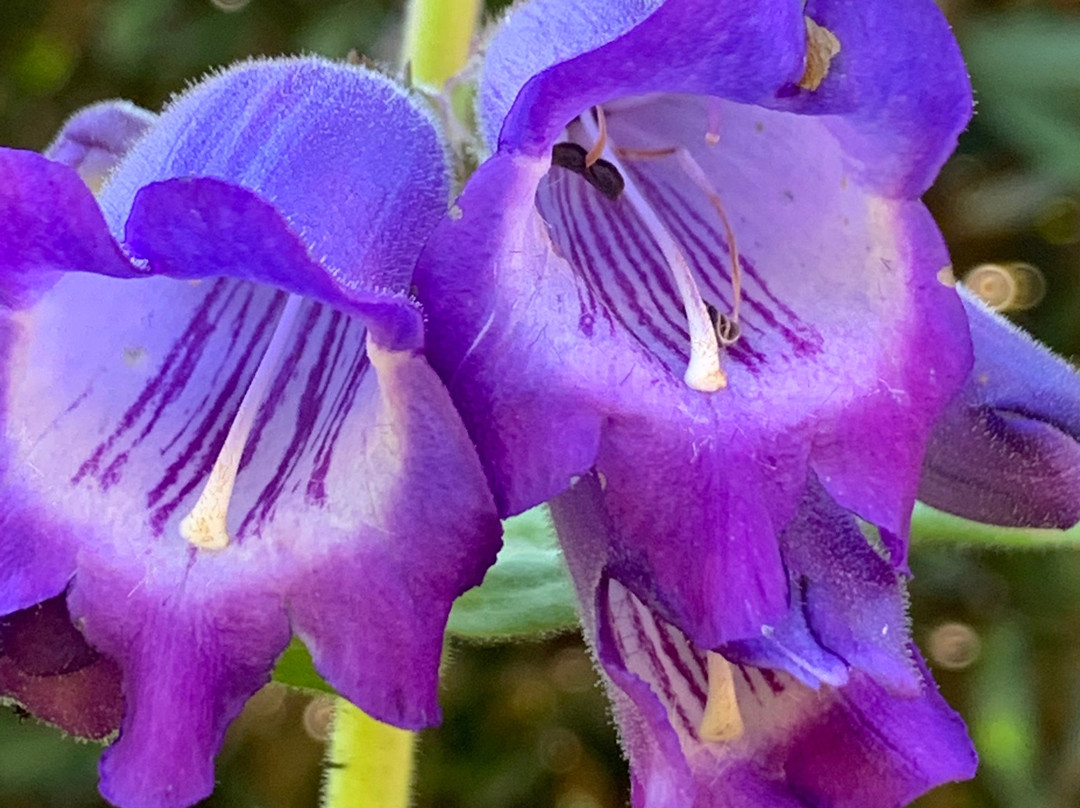 Hillside at Woodstock Bed & Breakfast主图