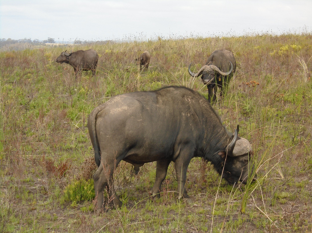 Botlierskop Private Game Reserve景点图片