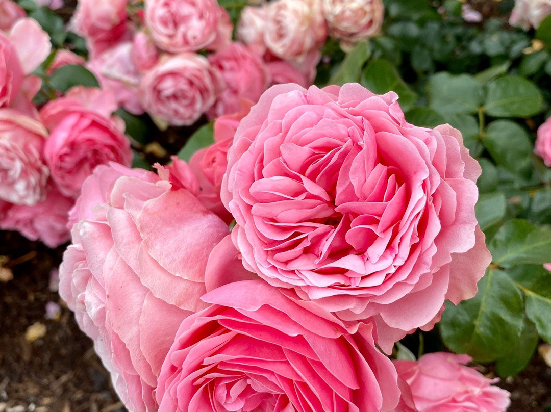 帕内尔玫瑰花园景点图片