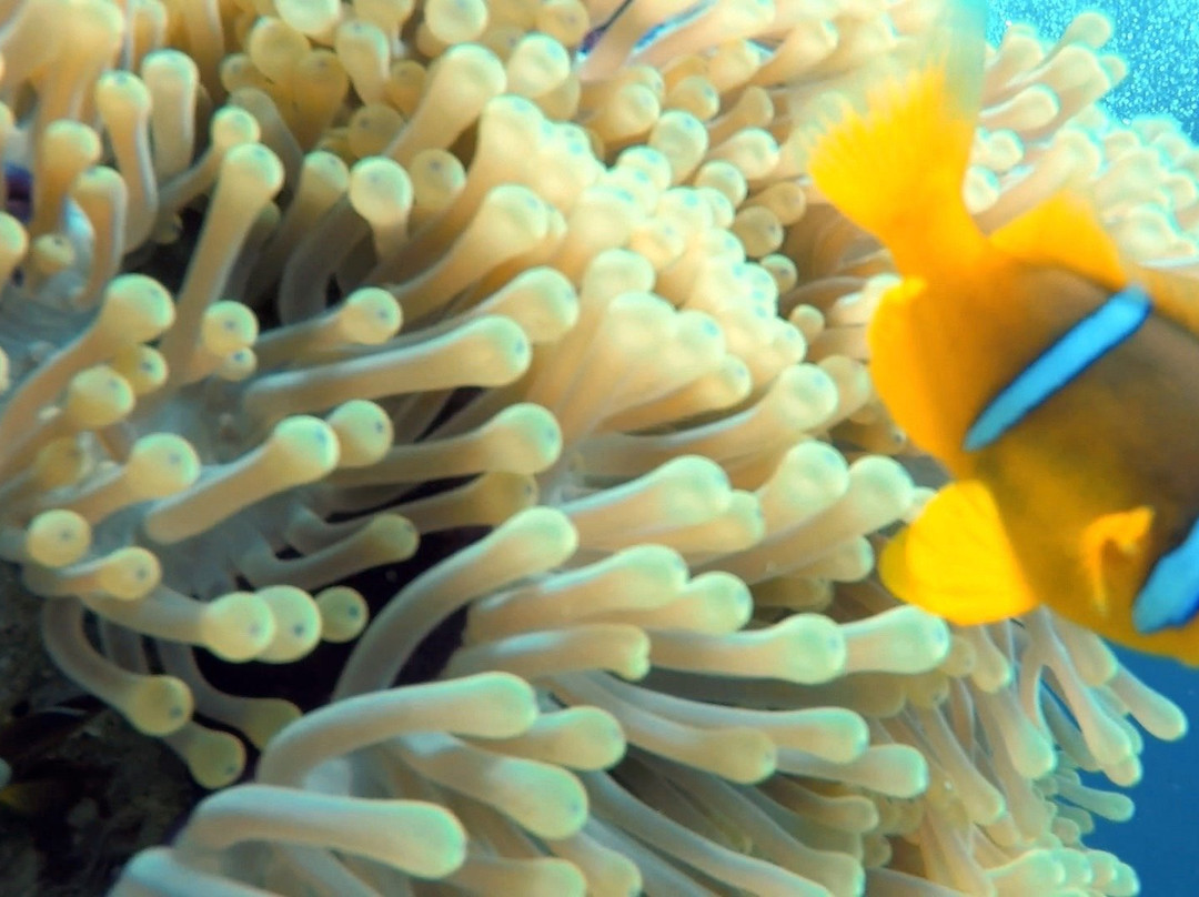 Dolphin Diver-Yanbu必去景点