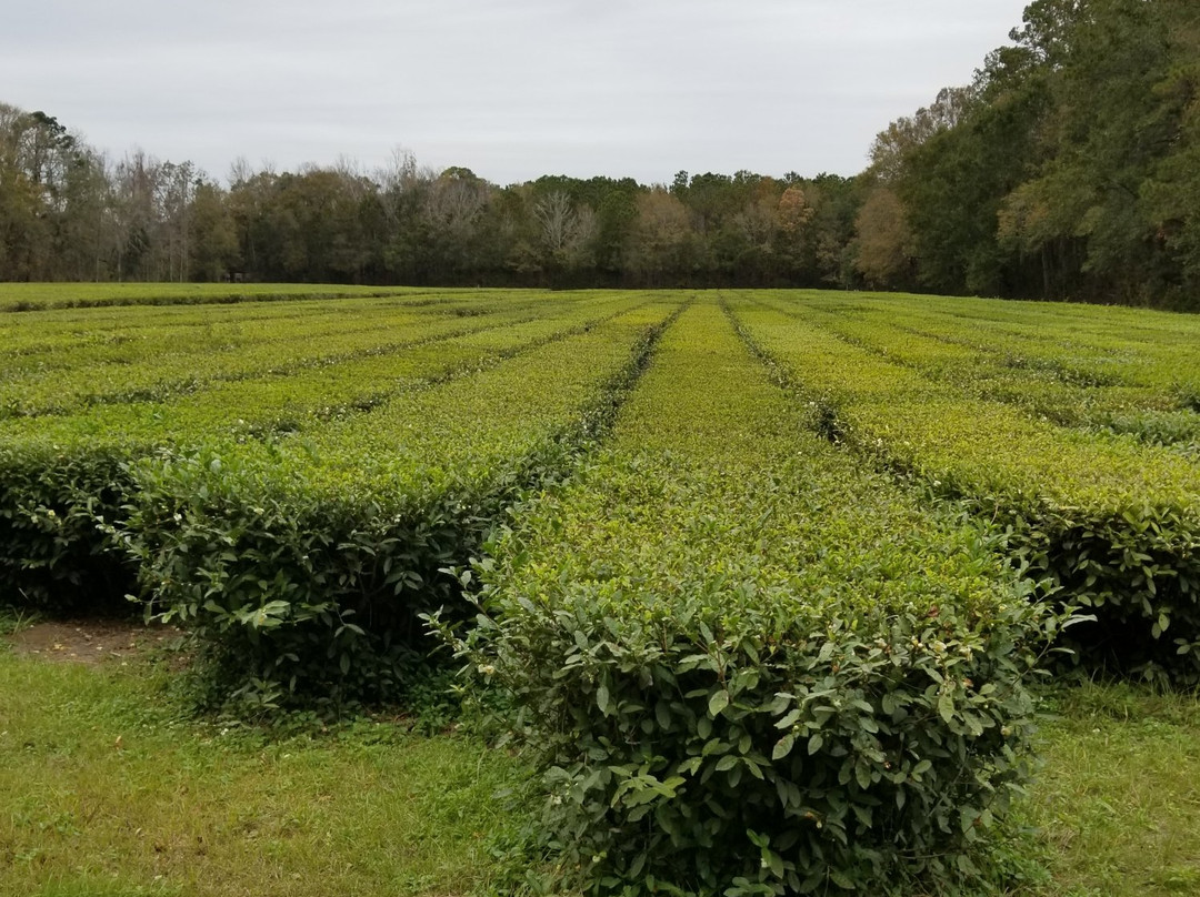 Charleston Tea Garden景点图片