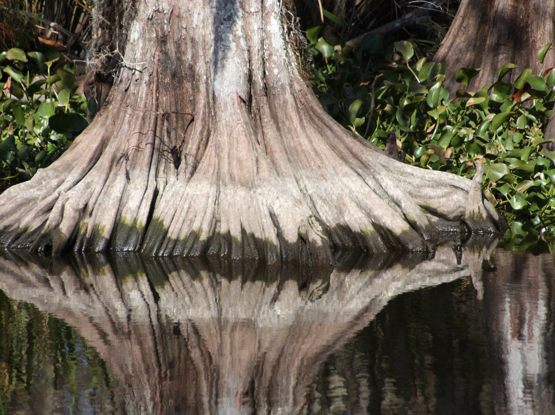 Zam's Bayou Swamp Tours景点图片
