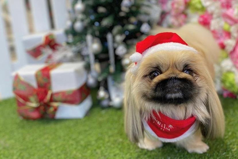 Canine Cutting Club-Stockton Heath必去景点