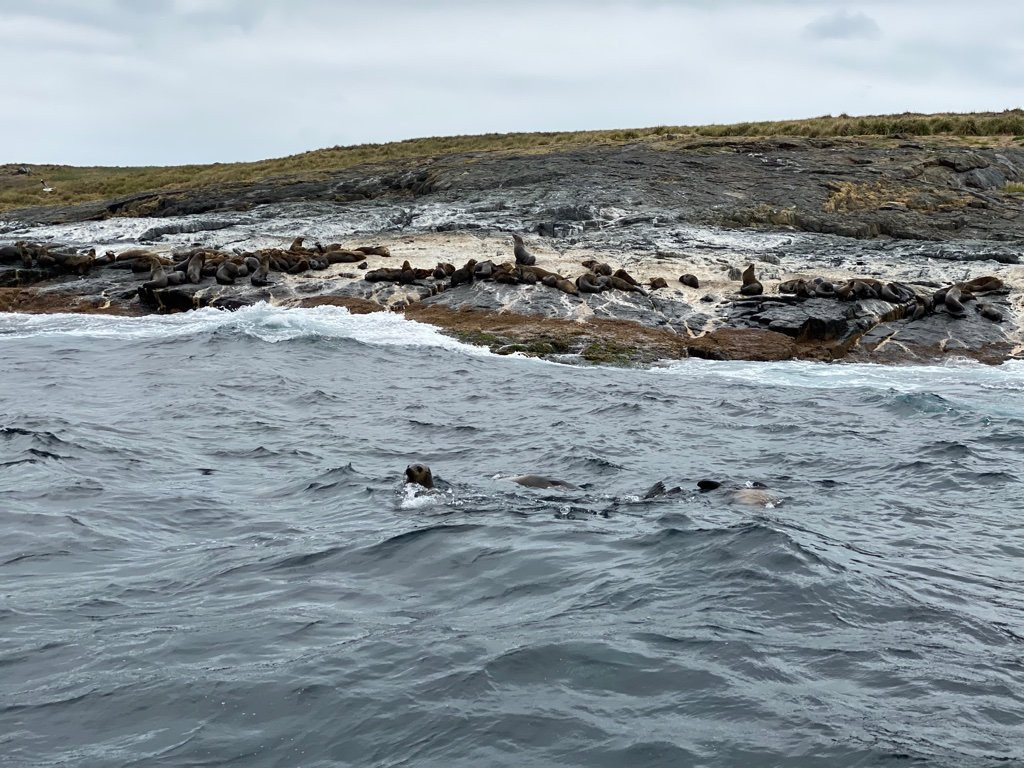 Seal Swim Australia Montague Island Discovery Tours景点图片
