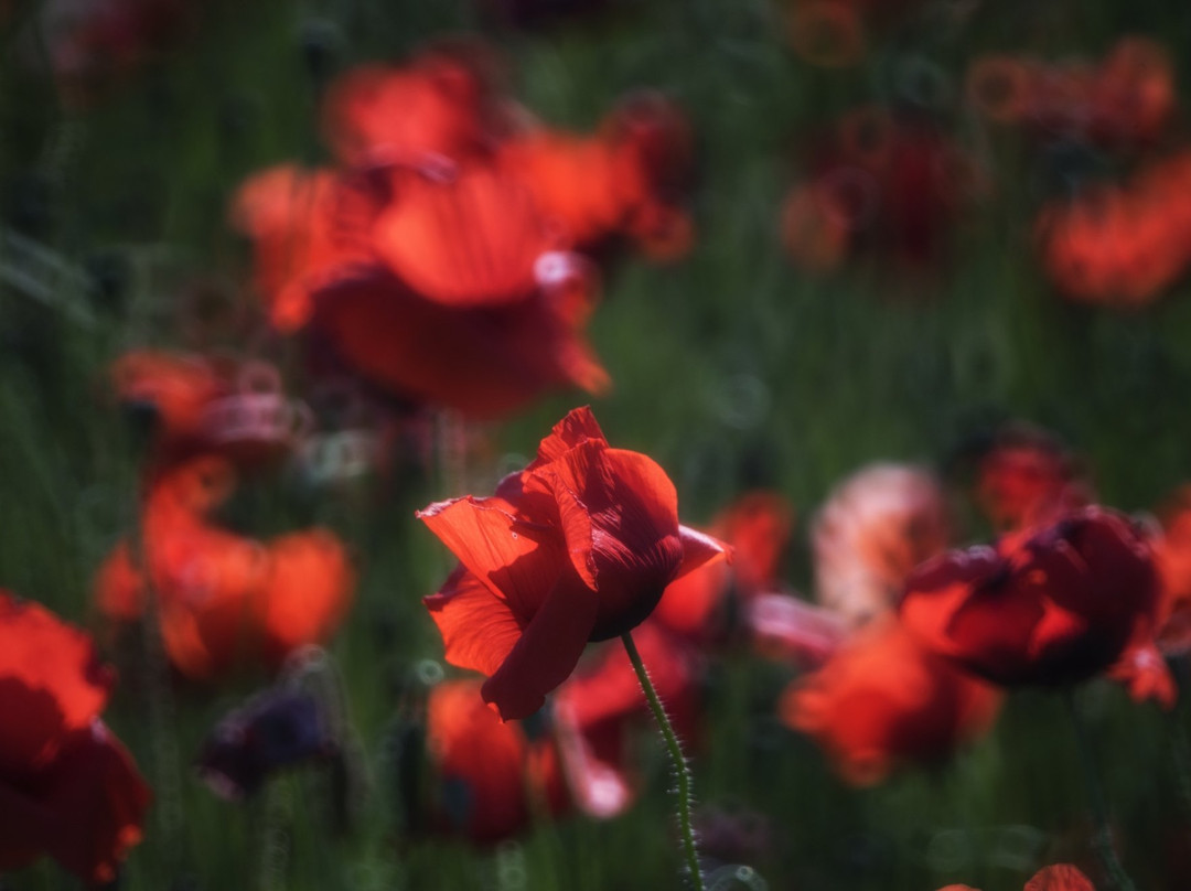 A Day in Tuscany by Serena Baglioni-蒙特普尔恰诺必去景点