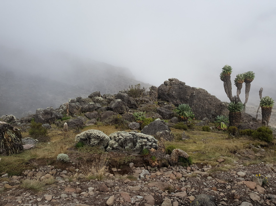 Tanzania Volunteers Ltd Day Tours-莫西必去景点