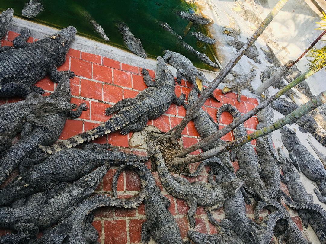 Battambang Crocodile Farm-马德望必去景点