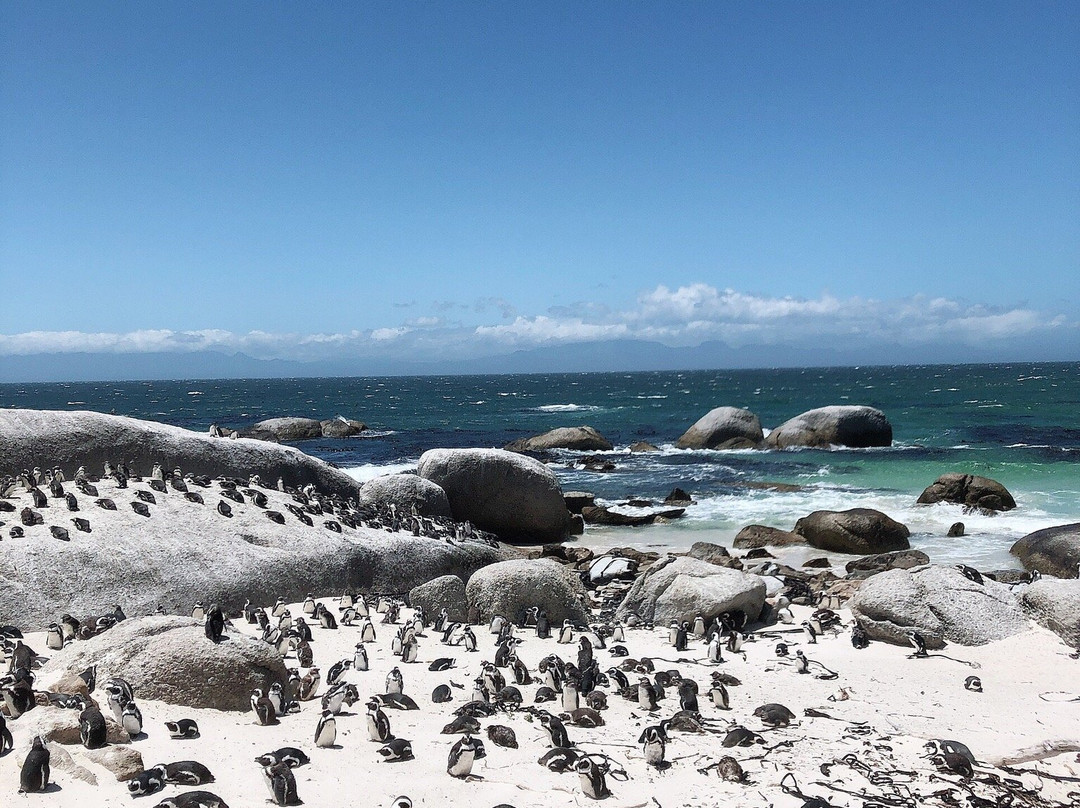 Seascape Tours-开普敦必去景点