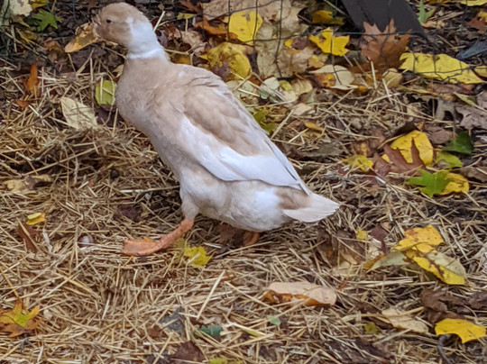 Goldberry Woods主图