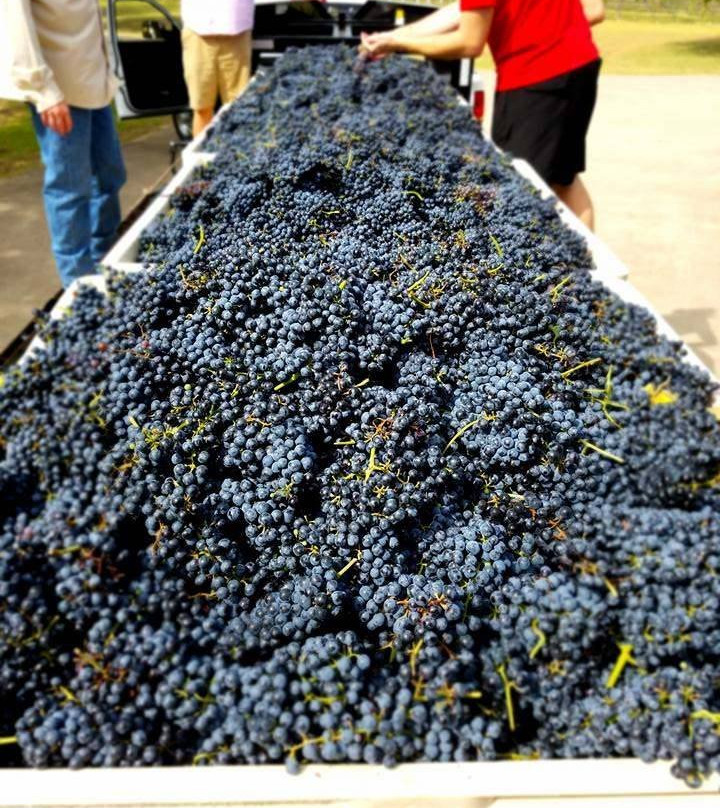 Country Spring Vineyard And Wine Garden景点图片