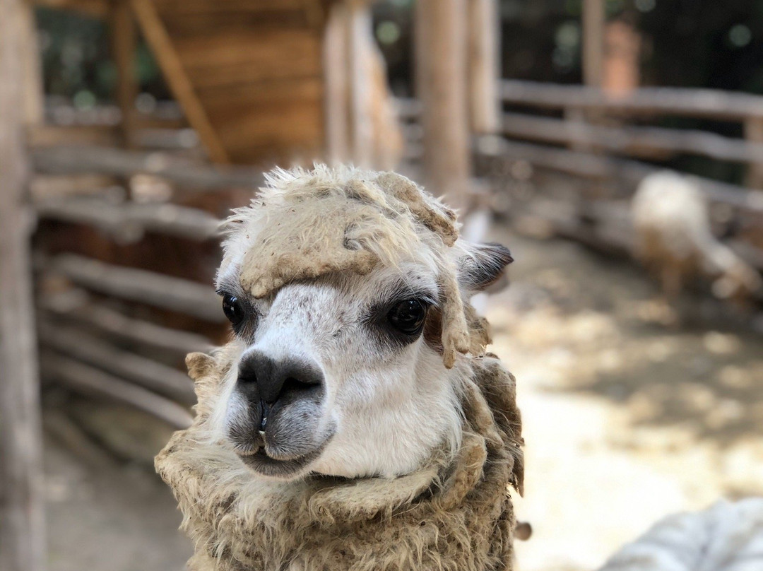 Granja Interactiva Fundo San Vicente-Lurin必去景点