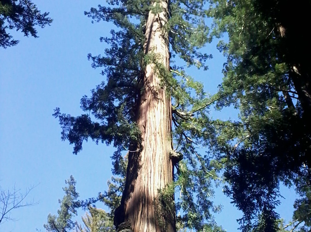 红杉树国家公园-红木国家公园必去景点
