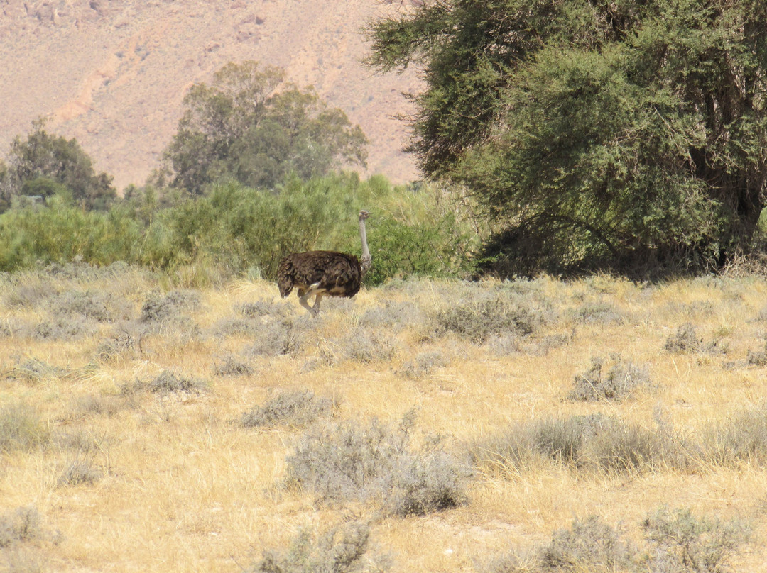 Bou-Hedma National Park景点图片