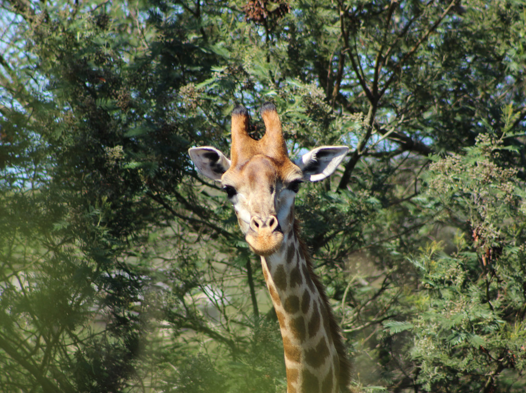 Nkonzo Wildlife Research-Hartenbos必去景点