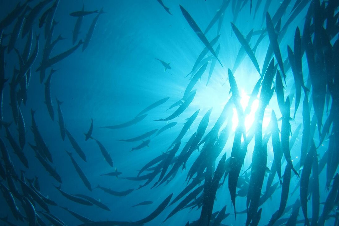 Virgin Island EcoTours - St. Thomas Tours-圣 托马斯必去景点