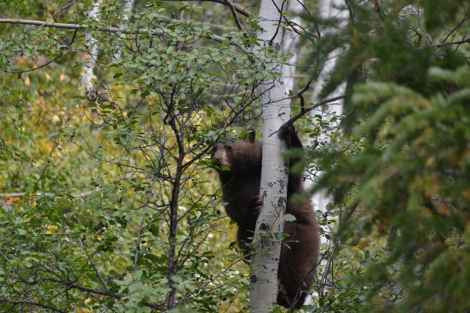 威尔逊麋鹿公路-穆斯必去景点