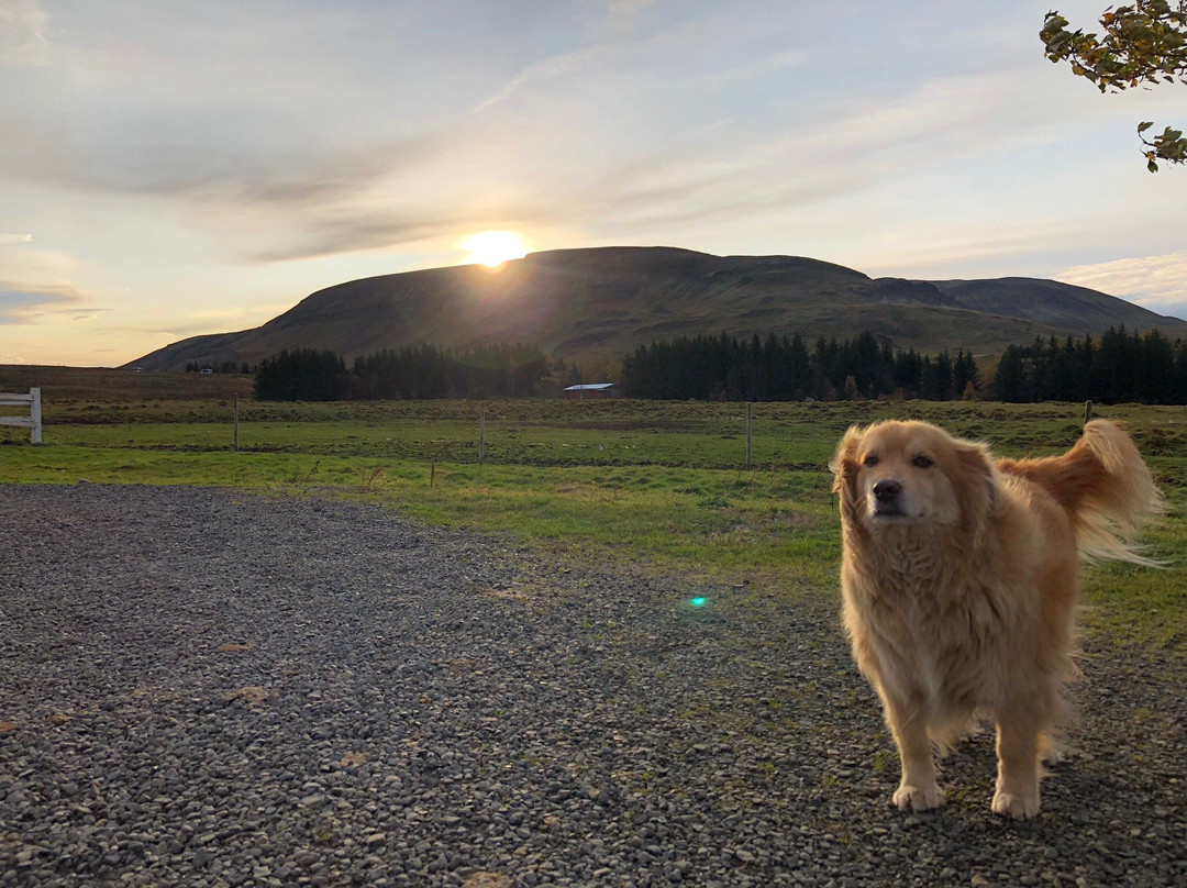 Laxnes Horse Farm-莫斯费德斯拜尔必去景点