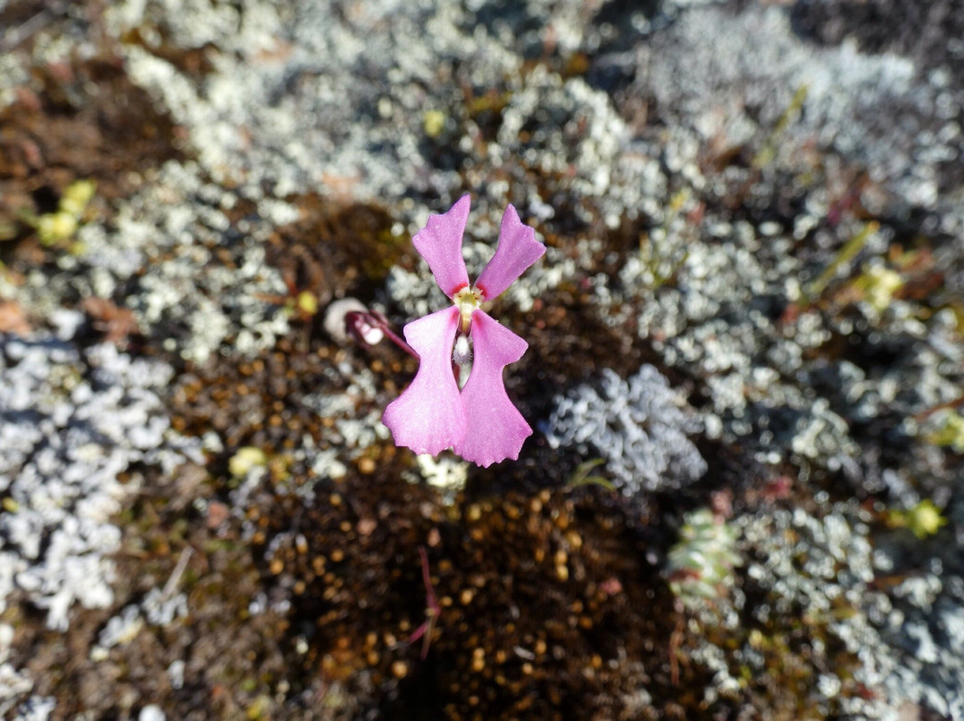 Jam Patch-格雷斯湖必去景点