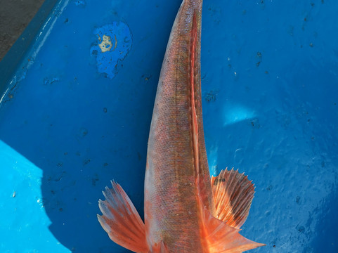 Bootlegger Boat Trips-纽奎必去景点