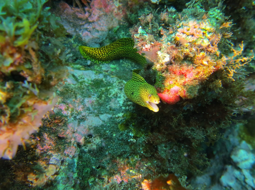 Haliotis Dive Center-明德卢必去景点