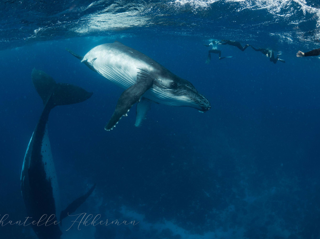 Swimming with Whales at Sandy Beach Resort-Foa Island必去景点