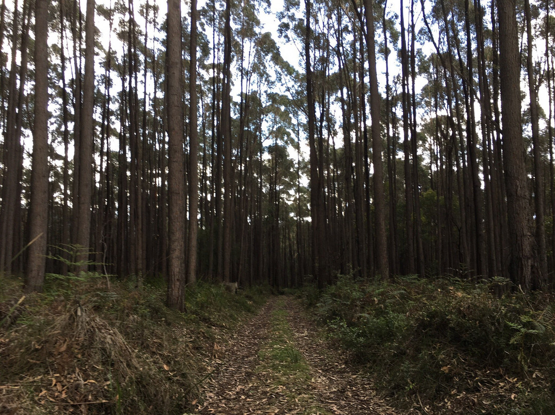 Vue at Jindivick Eco Bed and Breakfast主图