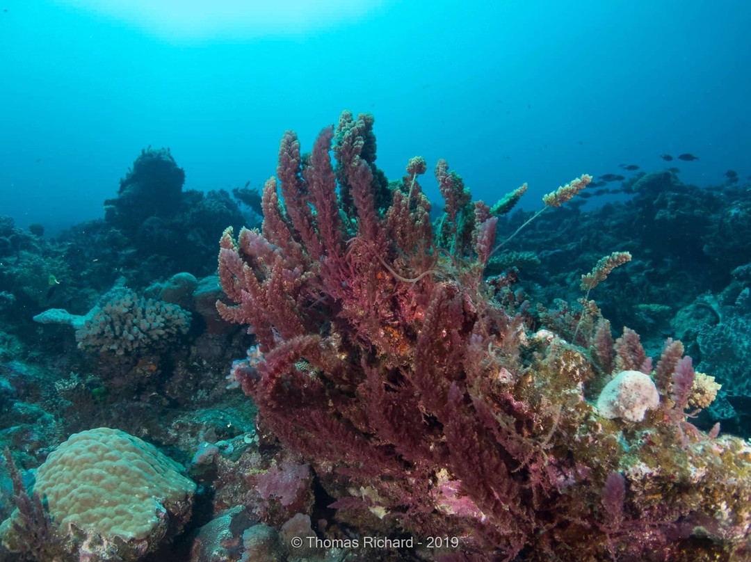 La Foa Plongée-La Foa必去景点