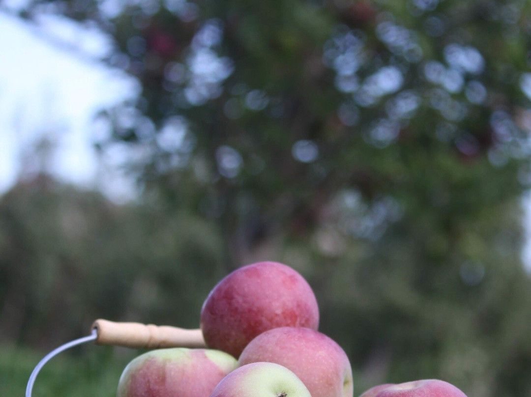 Park Hill Orchard景点图片