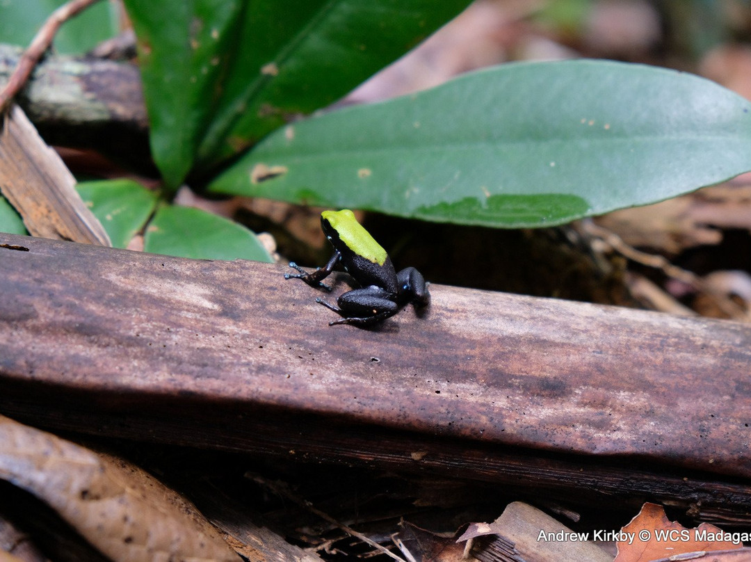 Makira Natural Park景点图片