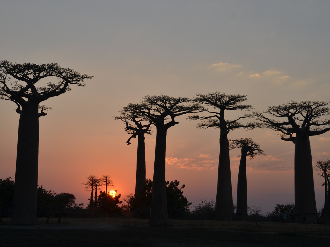 Avenue of the Baobabs景点图片