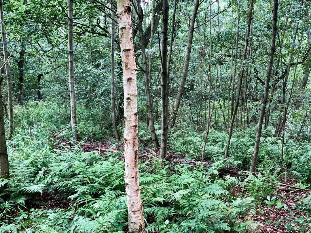 Askham Bog Nature Reserve景点图片
