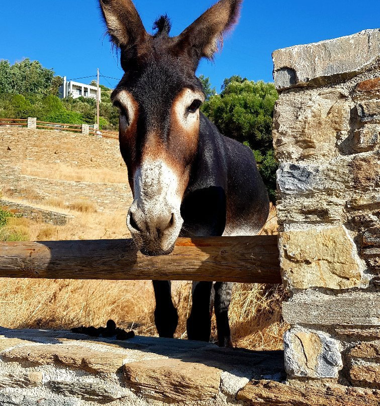 Agios Kyprianos Beach-安德罗斯必去景点