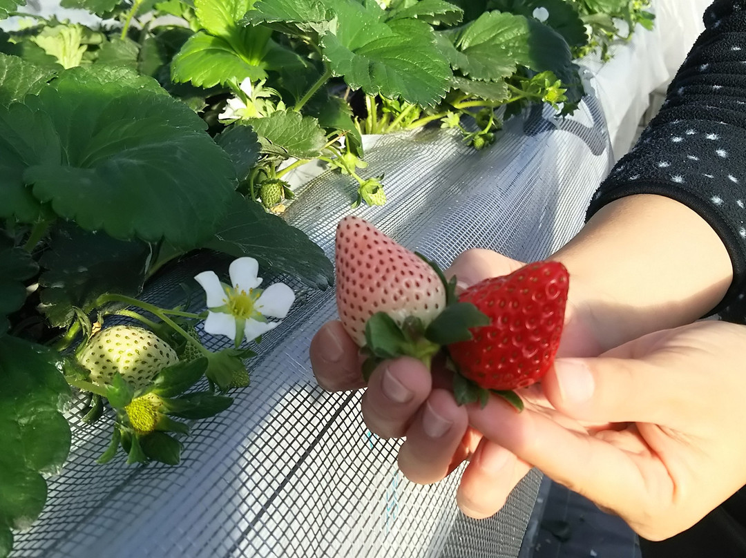 Takada Strawberry Farm-富冈市必去景点