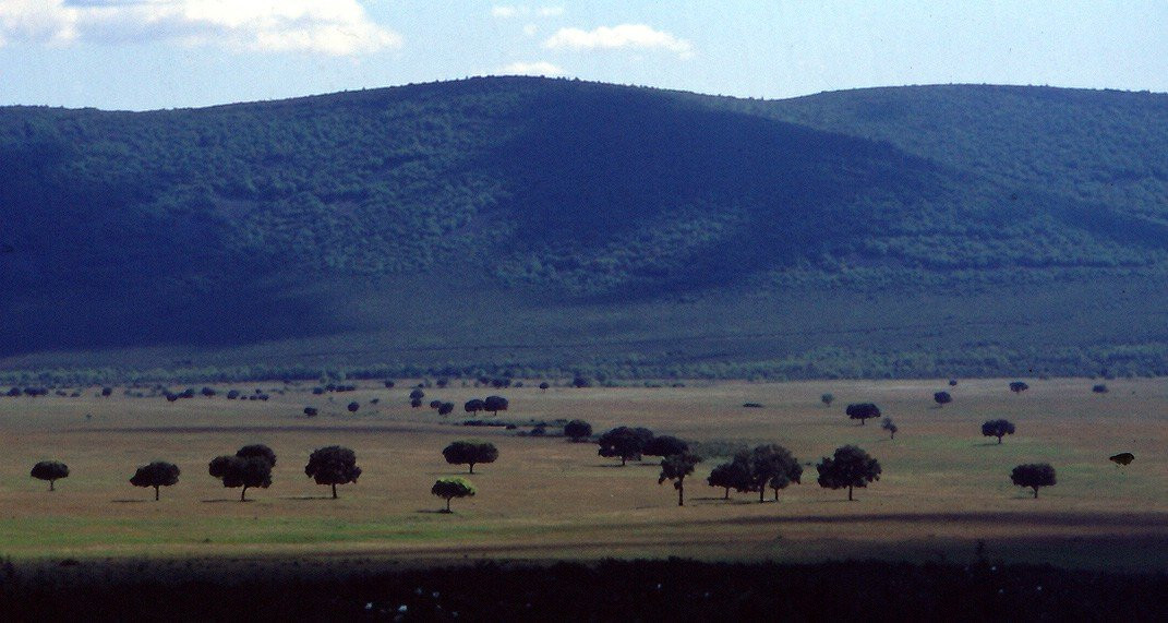 Parque Nacional de Cabañeros景点图片