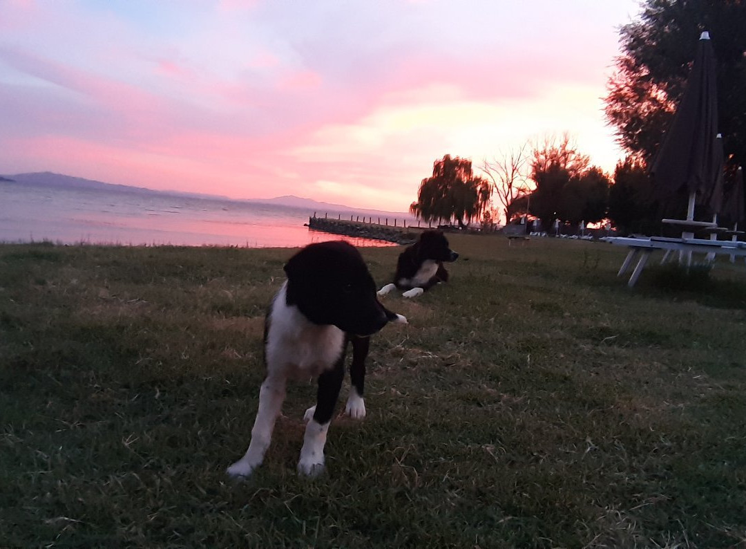 Passignano Dog Beach-Passignano sul Trasimeno必去景点