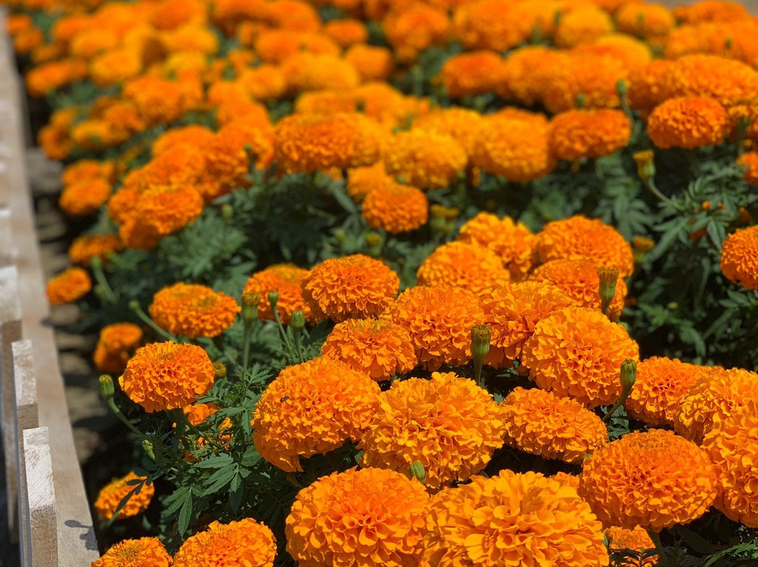 Merapi Park-日惹必去景点