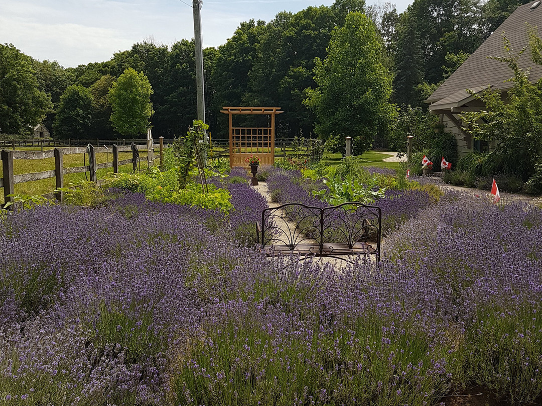 Steed & Company Lavender-Aylmer必去景点