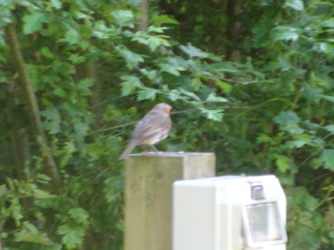 The Fleece Inn主图