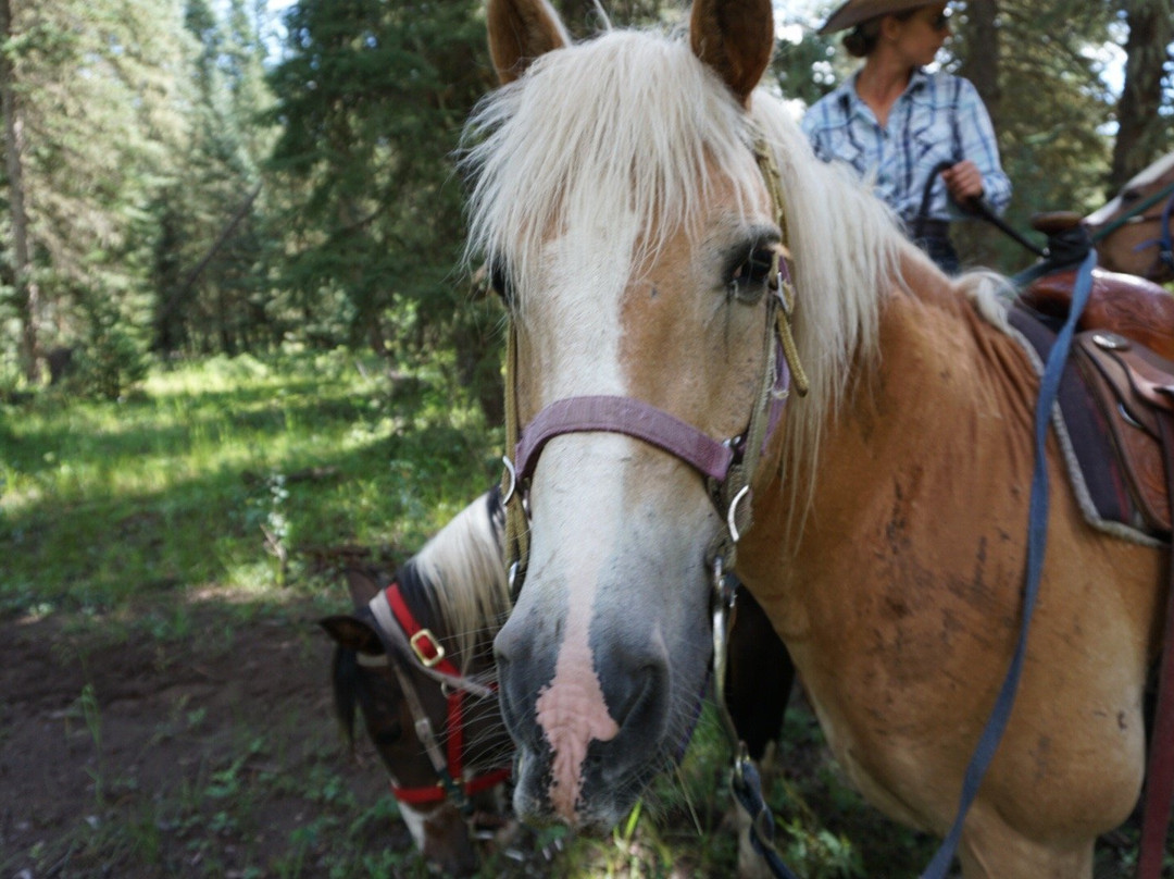 Elk Heart Outfitters-帕戈萨斯普林斯必去景点