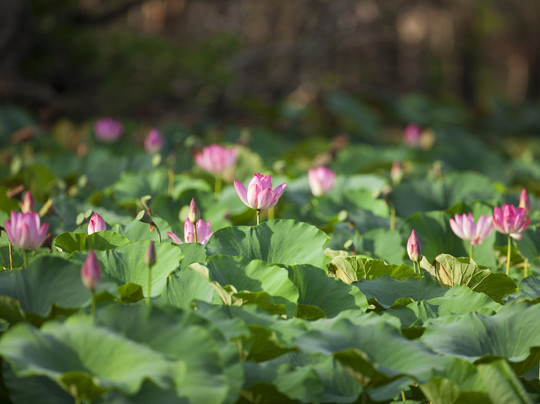 Kakadu Tours and Travel-Jabiru必去景点