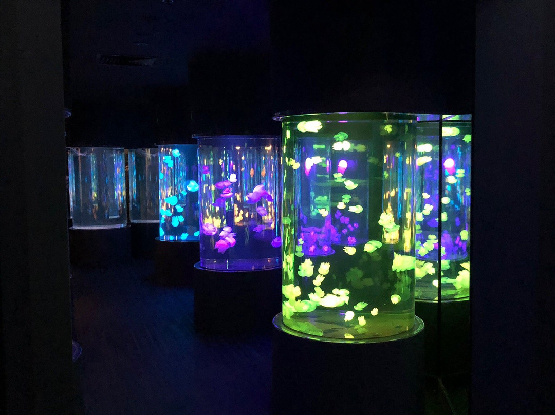 Sea Jellies Illuminated景点图片