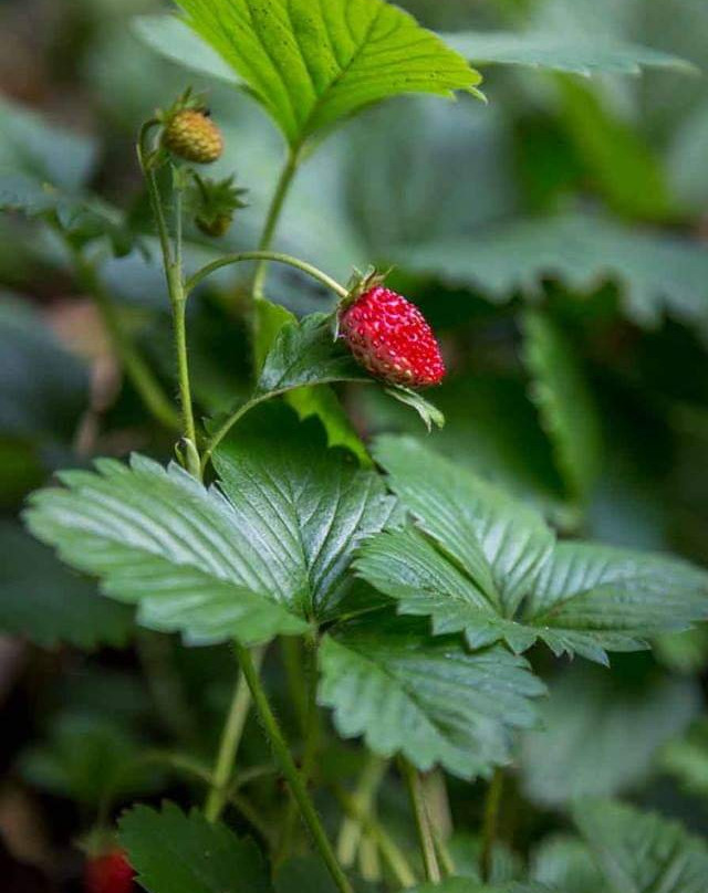 Patabamba旅游攻略图片