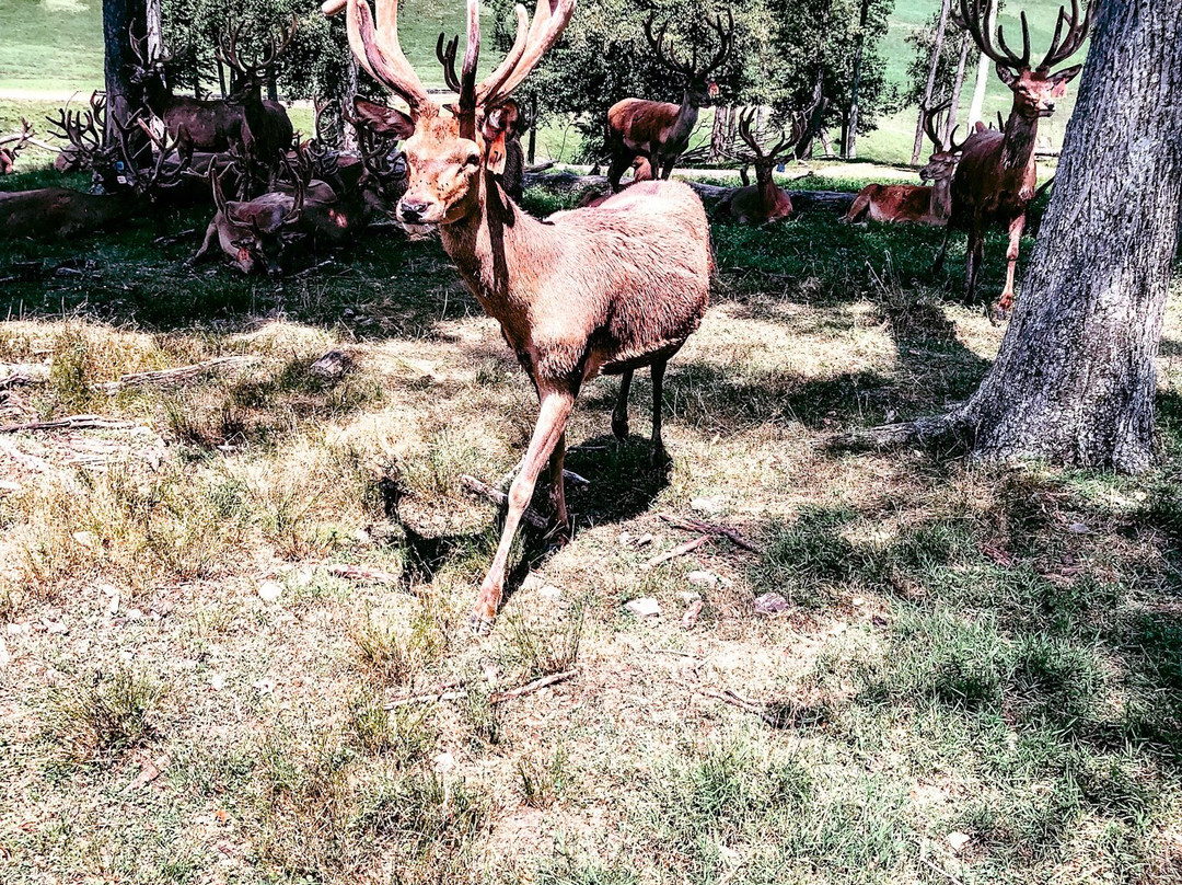Red Deer at Rolling Hills Farm景点图片