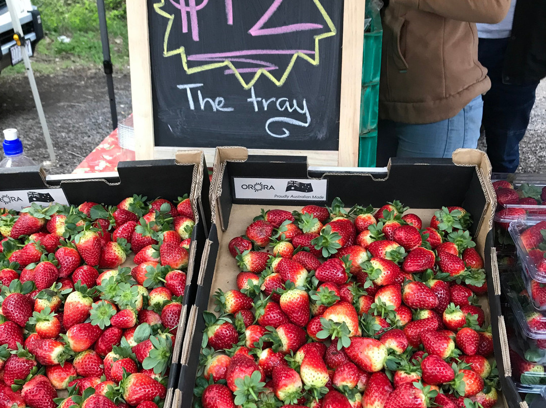 Noosa Farmers Market景点图片