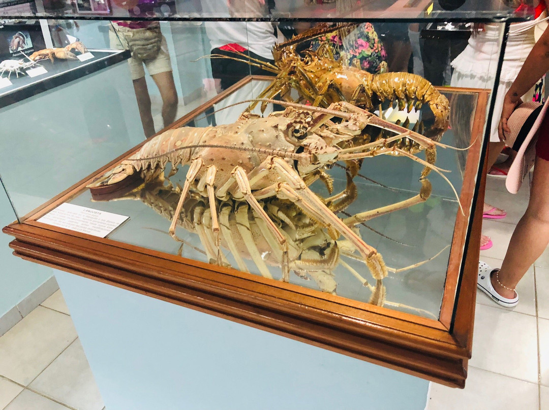 Museo Marino de Margarita景点图片