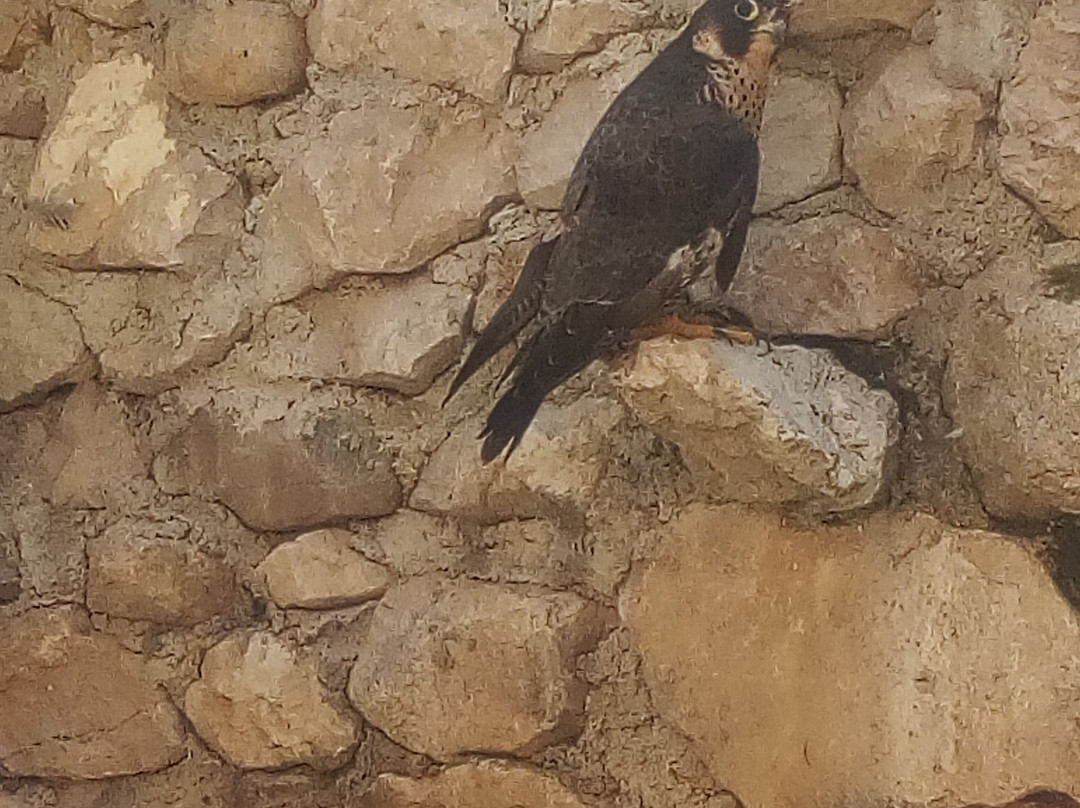 Centro Di Recupero Dell'avifauna Ferita景点图片