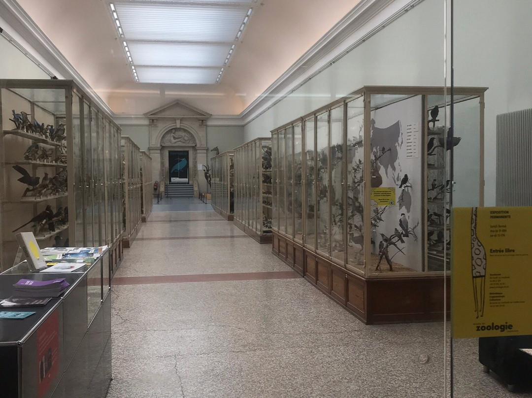 Musée de Zoologie Lausanne景点图片
